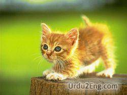 kitten Urdu Meaning