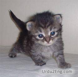kitten Urdu Meaning