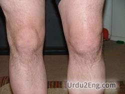 knee Urdu Meaning