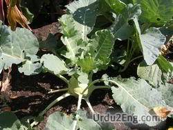 kohlrabi Urdu Meaning