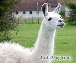 lama Urdu Meaning