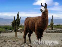 lama Urdu Meaning