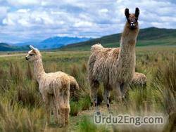 lama Urdu Meaning