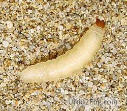 larva Urdu Meaning