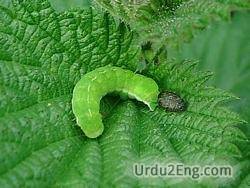 larva Urdu Meaning