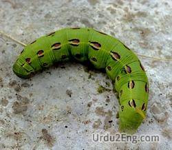 larva Urdu Meaning