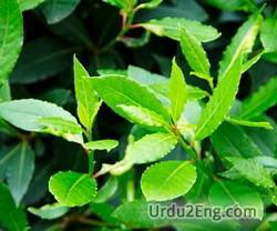 laurel Urdu Meaning