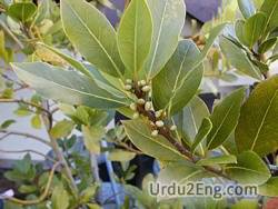 laurel Urdu Meaning
