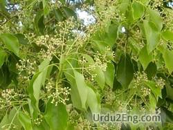 laurel Urdu Meaning