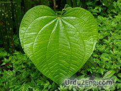 leaf Urdu Meaning