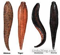 leech Urdu Meaning