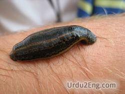leech Urdu Meaning