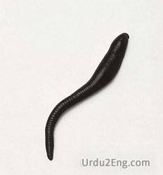 leech Urdu Meaning