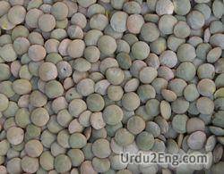 lentil Urdu Meaning