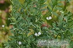 lentil Urdu Meaning