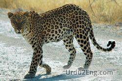 leopard Urdu Meaning
