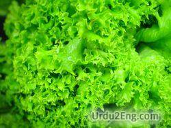 Pronunciation lettuce
