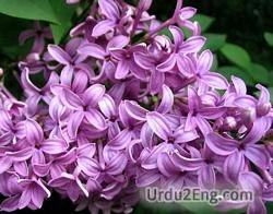 lilac Urdu Meaning