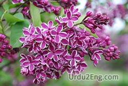 lilac Urdu Meaning