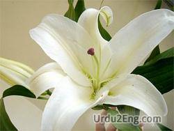 lily Urdu Meaning