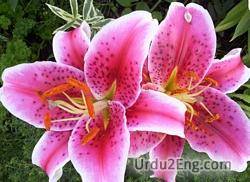 lily Urdu Meaning