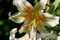 lily Urdu Meaning