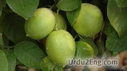 lime Urdu Meaning