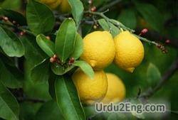 lime Urdu Meaning