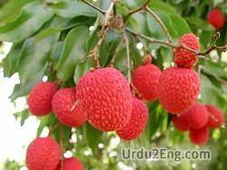 litchi Urdu Meaning