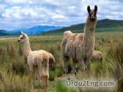 llama Urdu Meaning