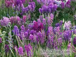 locoweed Urdu Meaning