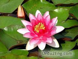 Lotus Urdu Meanings