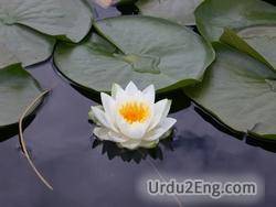 lotus Urdu Meaning