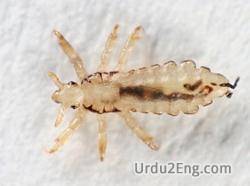 louse Urdu Meaning