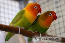 lovebird Urdu Meaning
