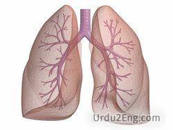 lung Urdu Meaning