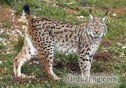 lynx Urdu Meaning