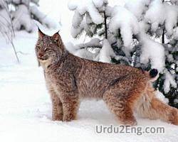 lynx Urdu Meaning