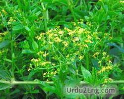 madder Urdu Meaning