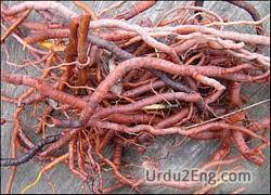 madder Urdu Meaning