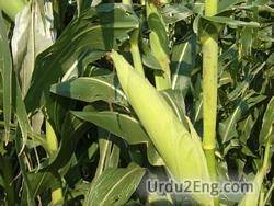 maize Urdu Meaning