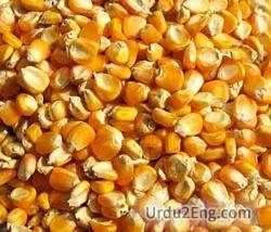 maize Urdu Meaning