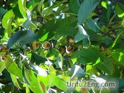 mangosteen Urdu Meaning