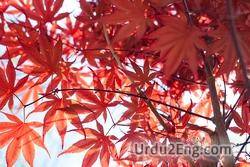 maple Urdu Meaning