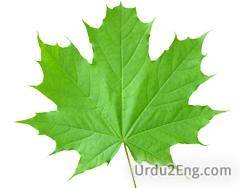 maple Urdu Meaning