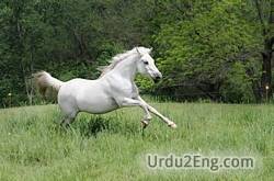 mare Urdu Meaning