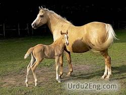 mare Urdu Meaning
