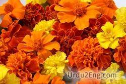 marigold Urdu Meaning