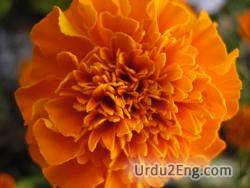 marigold Urdu Meaning