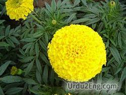 marigold Urdu Meaning